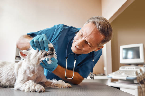 Professional Emergency Dental Service in MI
